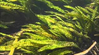 Cryptocoryne aponogetifolia DIscoveryPlanet [upl. by Attenod]