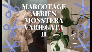 Marcotage aérien monstera variegata  épisode 2 [upl. by Macrae]