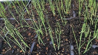 How to start bunching onion seeds [upl. by Tratner601]