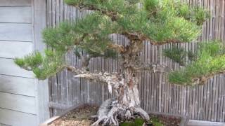 Pinus wallichiana [upl. by Ztnarf]