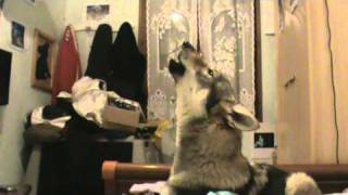 mon chien figa qui fait le loup [upl. by Aneelak927]