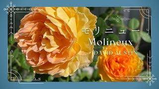 【モリニュー5月】MolineuxDavid Austin Rosesイングリッシュローズデビッドオースチンバラベランダガーデニング [upl. by Esirrehc]