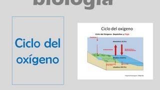 Ciclo del oxígeno [upl. by Dori]