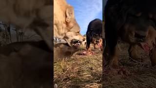 Tibatan Mastiff vs Wolf dog animals wolf viralvideo shortvideos trending shortsviral shorts [upl. by Nhabois]