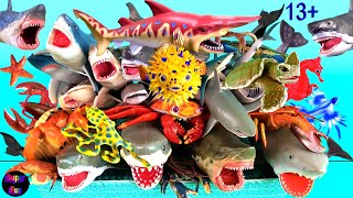 NEW Sea Animals  Sharks Whales Fish Shellfish Cephalopods Crustaceans Turtles Reptiles Rays 13 [upl. by Reprah]