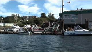 The Whale Centre Tofino [upl. by Aihtekal198]