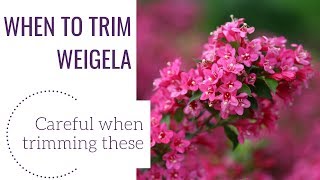 When to Trim Weigela  wwwgardencrossingscom [upl. by Gaul]