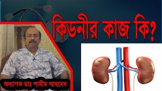 কিডনীর কাজ কি Kidney Damage অধ্যাপক ডাঃ শামীম আহমেদ। hateem tai bd [upl. by Enail516]