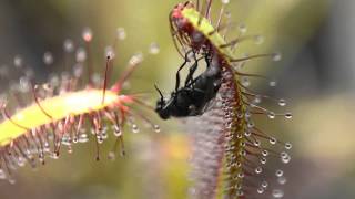 Sundew Carnivorous Plant vs Fly [upl. by Ahsennod]