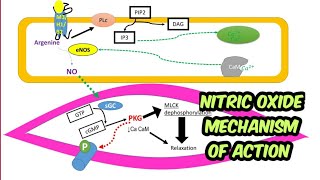 Mechanism of action of nitric oxide [upl. by Ocko]