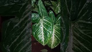 Arrowhead Plant plants [upl. by Clark]