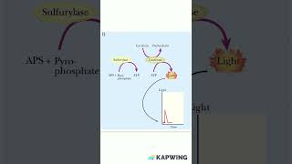 Principle of Pyrosequencing dnasequencing molecularbiology genetics [upl. by Akema]