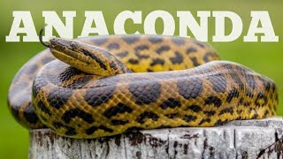 Anaconda in Wildlife  The Largest Snake in The World [upl. by Gussman]