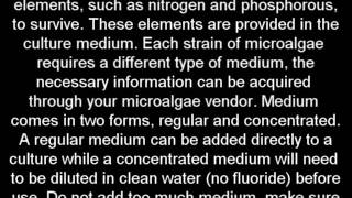 How to Make Algal BiofuelPart 1Growing algae at home [upl. by Iznekcam]