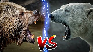 Kodiak bear vs Polar bear Which bear is the strongest [upl. by Thagard836]