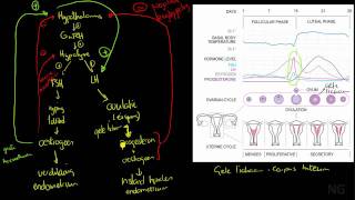 415  Hormonale regulatie van de menstruatiecyclus [upl. by Oflodur]