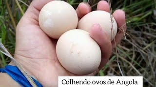 Colhendo ovos de Angola [upl. by Constant438]