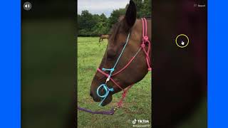 Explaining A Horse War Bridle Versus A Pain Torture Device  A Gum Line  Exposing Fake Information [upl. by Sholes]