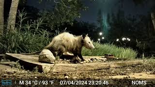 Female Opossum July 04 Near Midnight [upl. by Francesco]