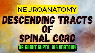 Spinothalamic Tract and Dorsal Column Medial Lemniscus Pathway  Ascending Tracts of the Spinal Cord [upl. by Amles]