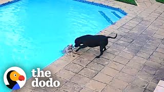 Hero Dog Saves His Tiny Best Friend From Drowning  The Dodo [upl. by Repotsirhc859]