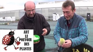 Tuto jardinage endives Comment faire un Semis arrosage et plantation en permaculture agroécologie [upl. by Prochora]