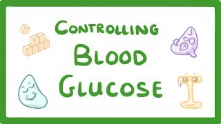 GCSE Biology  Control of Blood Glucose Concentration 56 [upl. by Genia]