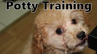 Poodle Potty Training with the Puppy Apartment  How To Potty Train Poodle Puppies Fast amp Easy [upl. by Malloy]