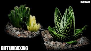 Cactus amp Succulent Birthday Gift Unboxing  Lots of Stunning Haworthia [upl. by Yessak993]