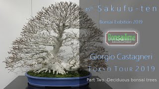 45th Sakufuten by Giorgio Castagneri  Part two  Deciduous Bonsai Tree [upl. by Enihpled]