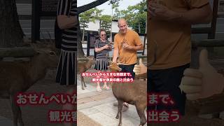 おせんべいから大きな笑顔まで、観光客が奈良の鹿と出会う  Nara Park deer in japan deerpark japan [upl. by Nitza174]