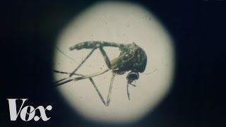 The Zika virus explained [upl. by Seaton851]