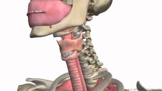 Respiratory System Introduction  Part 1 Nose to Bronchi  3D Anatomy Tutorial [upl. by Philippa931]