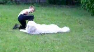 Pyrenean Mountain dog having fun [upl. by Enattirb]