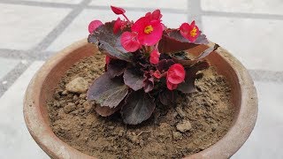 Begonia Plant Care Hindi  How To Grow amp Care Begonia Plant in Pots  Begonia Flower [upl. by Lissner]