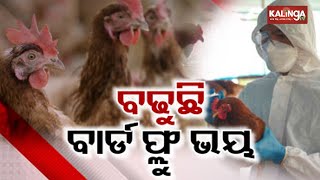 Bird flu in Odisha spreads to Delanga  Kalinga TV [upl. by Hetty]