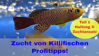 Killifische züchten Teil 1 Haltung und Zuchtansatz Profitipps [upl. by Maddox]