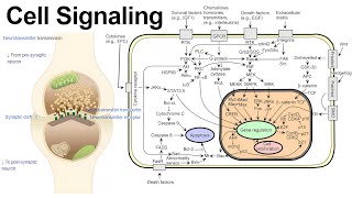 Cell Communication via Autocrine Paracrine Juxtacrine and Hormone Signaling [upl. by Lesslie]