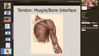 Embryologic Planes of Fusion EPoF Face Organ of Sense Muscles Bones CNS Viscera etc [upl. by Rednael]