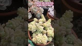 Enxofre nas suculentas acaba com os fungos echeveria suculentasbr [upl. by Sylera500]