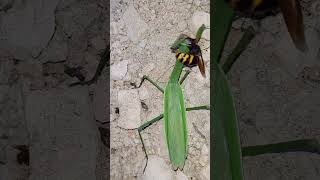 자막 참말벌 vs 왕사마귀 モンスズメバチ vs オオカマキリ European Hornet vs Praying Mantis [upl. by Selestina165]