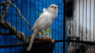 Canary bird song  Beautiful canary singing in the morning [upl. by Piero]