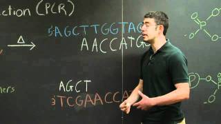 Polymerase Chain Reaction PCR  MIT 701SC Fundamentals of Biology [upl. by Cullan342]