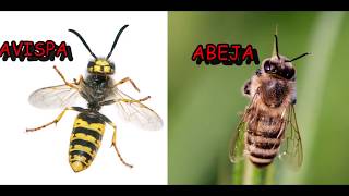 Las diferencias entre las abejas y las avispas [upl. by Mir]