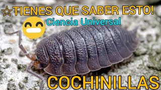 Conociendo los chanchitos de tierra  COCHINILLAS  BICHOS BOLA😲 [upl. by Namlaz]