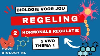 5 vwo  Regeling  2  Hormonale regulatie [upl. by Annaicul]