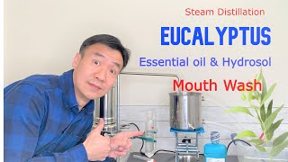 Making Eucalyptus Essential Oil and Hydrosol by Steam Distillation Benefits of Eucalyptol Mouthwash [upl. by Vasiliki]