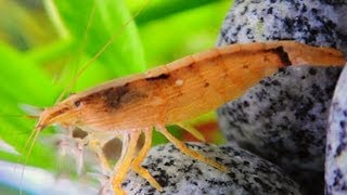 BAMBOO SHRIMP Fanning for Food HD [upl. by Eserehc]