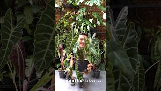 Alocasia Amazonica Care and Propagation [upl. by Cristabel644]