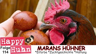 E114 Marans im Rasseportrait bei HAPPY HUHN  Farbschlag SchwarzKupfer MaransHühner dunkle Eier [upl. by Anilocin]